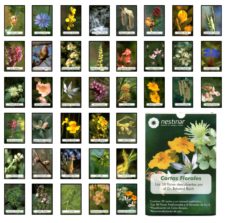 Cartas Florales: Las 38 Flores Descubiertas Por El Dr. Edward Bach (Estuche: Cartas + Libro)